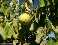 /album/gencay-acar/a1010004-836864786340291-1085470640-n-jpg/