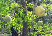 /album/gencay-acar/a1013866-835104943182942-370315386-n-jpg/